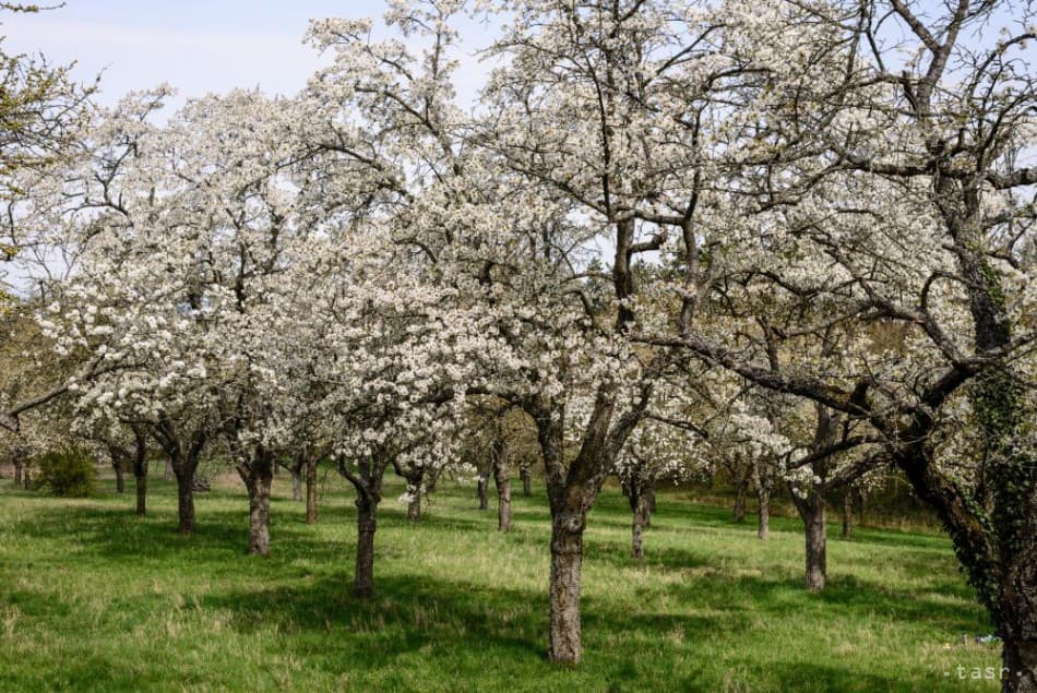 Samozber čerešní od 01.05.2025